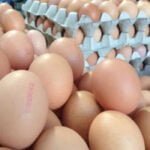 Sahte Organik yumurtaya dikkat...