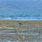 Eller gider Mersin'e, Biz gideriz tersine