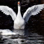 Kars ve Ardahan’dan Gelen Lezzet