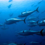 Japonya’ya gıda ihracatı...