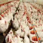 Kümes Hayvancılığında Bitki Bazlı Performans Dönemi Başliyor...