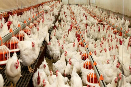 Kümes Hayvancılığında Bitki Bazlı Performans Dönemi Başliyor...