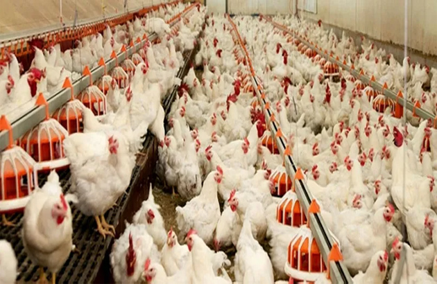 Kümes Hayvancılığında Bitki Bazlı Performans Dönemi Başliyor...